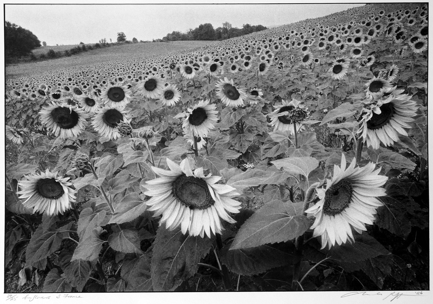 Platinum Prints | Charles Roff